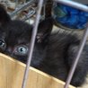クロ仔猫里親募集 サムネイル6