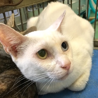  オッドアイの眼を持つ真っ白猫ちゃん