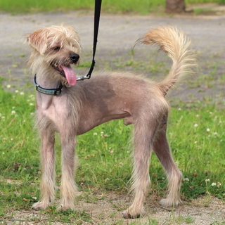 譲渡対象犬紹介