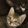 子猫５匹母子での収容と思われます サムネイル6