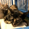 子猫５匹母子での収容と思われます サムネイル7