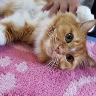 毛並みがフサフサの美猫です