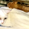 子猫２匹母子での収容と思われます サムネイル2