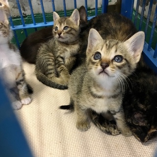 子猫５匹母子での収容と思われます