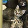子猫５匹母子での収容と思われます サムネイル4