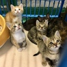 子猫５匹母子での収容と思われます サムネイル2