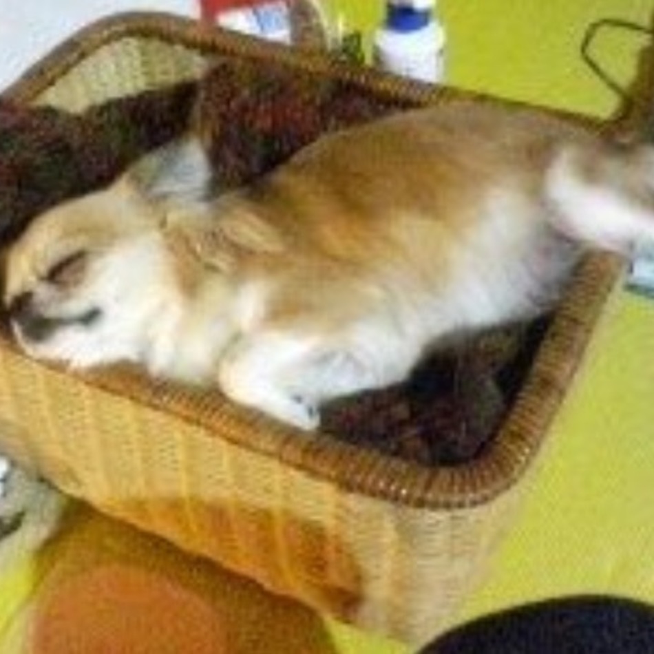 オリーブのカバー写真