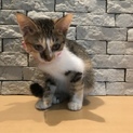 生後約3ヶ月  キジ三毛猫ちゃん