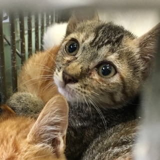 子猫２匹母子での収容と思われます