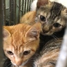 子猫２匹母子での収容と思われます サムネイル3