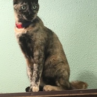 サビィ