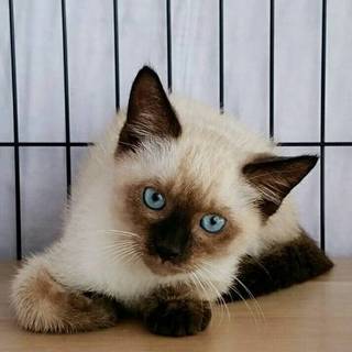 シャムとふわもこキジシロ兄妹ペア