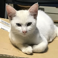 シロちゃん