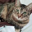甘えん坊のメス猫ちゃん