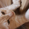 むらさきねこ