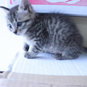 猫の兄弟3匹の里親を募集しています。