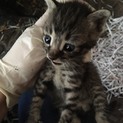 1ヶ月程の子猫3匹です