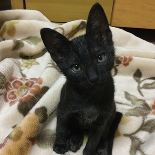 里親さん決まりました。