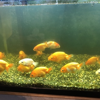 らんちゅうの里親募集〜〜