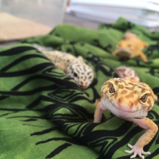 ヒョウモントカゲモドキ4匹の里親募集