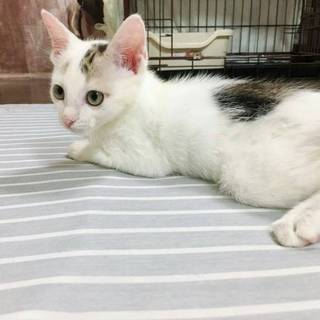 里親成立。コジロー君☆ワクチン済