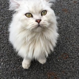 棄てられたかもしれない猫さんです