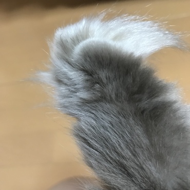 後ろ足〜〜可愛い〜〜。