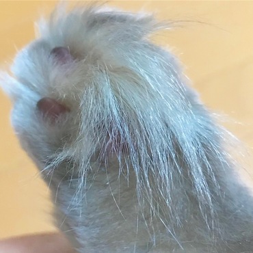 これは、前足〜〜可愛い〜〜。