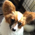 応募者多数の為一旦締め切ります