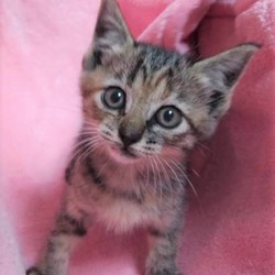 保護犬猫幸せのおうち探し会(防府市会場)