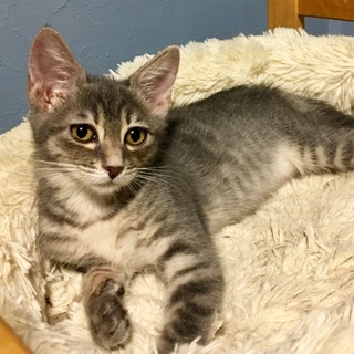 グレーの綺麗な毛並みの絃葉（いとは）ちゃん♪