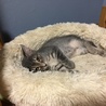 グレーの綺麗な毛並みの絃葉（いとは）ちゃん♪ サムネイル3