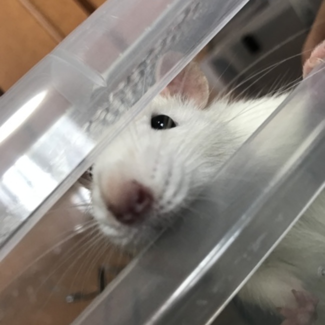 もふ のカバー写真