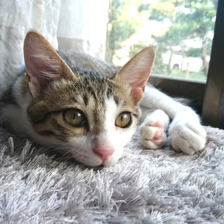 天真爛漫☆愛情いっぱい☆夢いっぱい