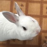 うさぎのこまち