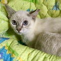 うっすらシャム猫、美人っ子のミズキちゃんを家族に