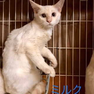 シャイでおしゃべりな男の子、ミルクくんを家族に