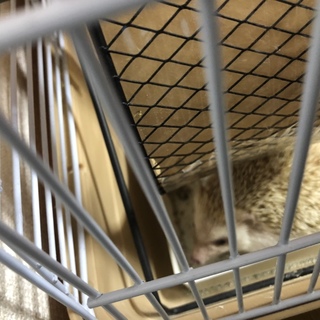 ハリネズミ里親募集