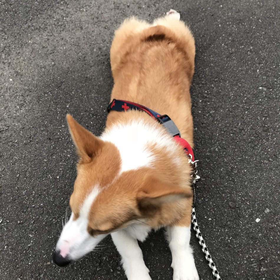 こてつのカバー写真
