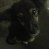 里親募集 サムネイル2