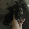 里親募集 サムネイル3