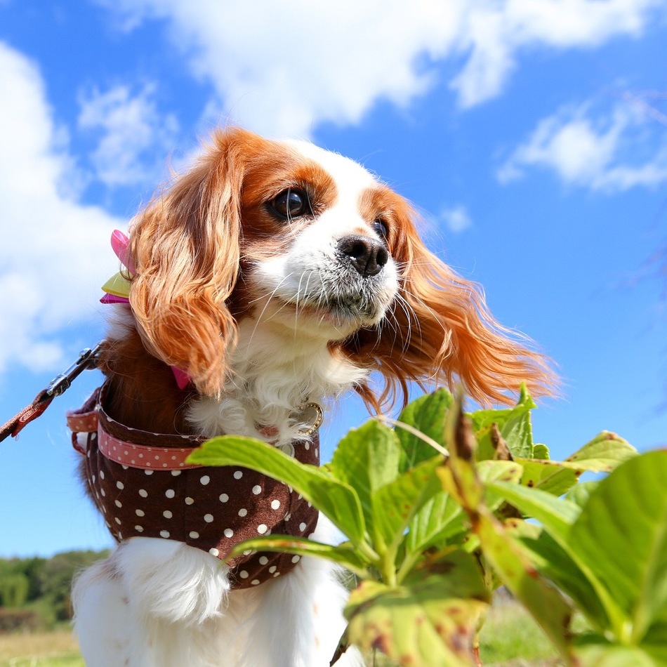 ハニーのカバー写真