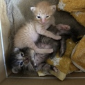 猫ちゃんの里親