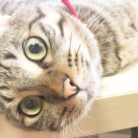きなこ