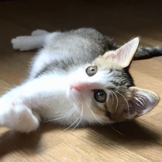 膝の上が大好き、そらちゃん❣️