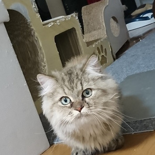 ふさふさライオン丸☆ライオ君