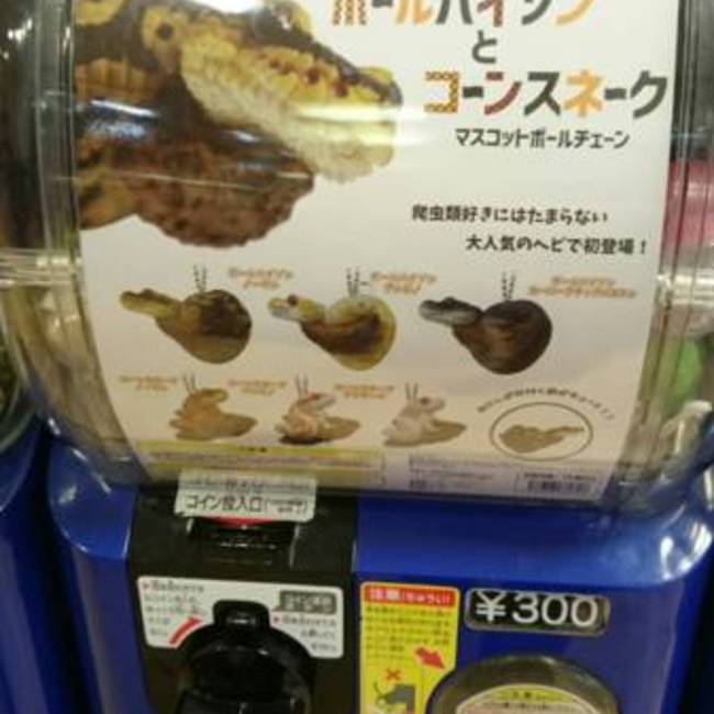 きんぎよそうのカバー写真