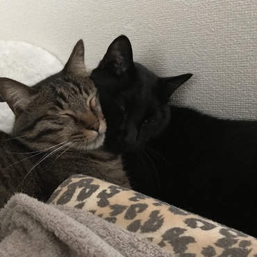 ぎゅっ