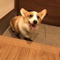 わんぱくで可愛いコーギーを可愛がって欲しいです。