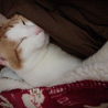 ぐっすり(´ᵕᴗᵕ`)